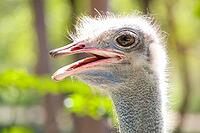 Close up of an African Ostrich head on a South African Game Reserve [IBR123723378]