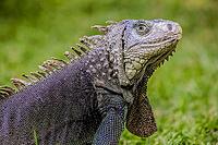 Close up of a Iguana, Harmless reptile, selective focus of a Lizard [IBR123723379]