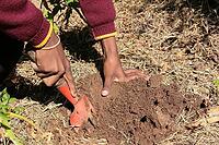 Close up of African child hands planting vegetables in soil [IBR123723380]
