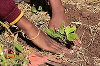 Close up of African child hands planting vegetables in soil [IBR123723382]