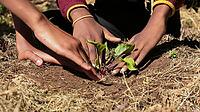 Close up of African child hands planting vegetables in soil [IBR123723385]