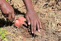 Close up of African child hands planting vegetables in soil [IBR123723386]