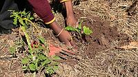 Close up of African child hands planting vegetables in soil [IBR123723387]