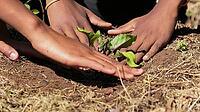 Close up of African child hands planting vegetables in soil [IBR123723388]