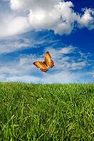 A butterfly soars above lush green grass under a vibrant blue sky with scattered clouds [IBR123760805]