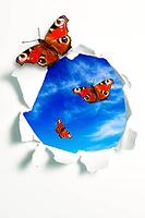 Butterflies flying out of a hole in a white teared paper [IBR123760806]