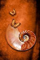 A nautilus shell with two butterflies flying around [IBR123760807]