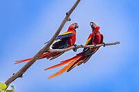 Scarlet Macaw (Ara macao), near Manuel Antonio National Park, Costa Rica [IBR123760810]