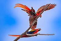 Scarlet Macaw (Ara macao), near Manuel Antonio National Park, Costa Rica [IBR123760811]