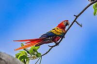 Scarlet Macaw (Ara macao), near Manuel Antonio National Park, Costa Rica [IBR123760812]