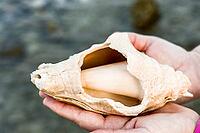 Large shell held in hands showing smooth, natural shapes, Shoni Bay, Egypt [IBR123769624]