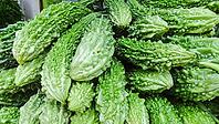 Heap of green bitter melons in close-up, Singapore, Singapore [IBR123769651]