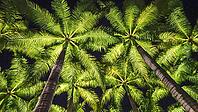 View of illuminated palm trees from below at night, Singapore, Singapore [IBR123769652]