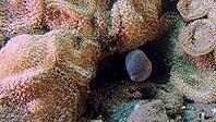 A Yellow-edged moray (Gymnothrax flavimarginatus) hides in an anemone between corals and rock formations, Tulamben, Bali, Indonesia [IBR123769662]