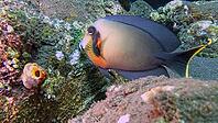 A chocolate surgeonfish (Acanthurus pyroferus) swims near an overgrown rock face in a colourful underwater world, Tulamben, Bali, Indonesia [IBR123769663]