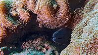 A Yellow-edged moray (Gymnothrax flavimarginatus) hides among corals and anemones in an underwater scenario, Tulamben, Bali, Indonesia [IBR123769664]