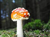 Small red fly agaric (Amanita muscaria), blurred background, North Rhine-Westphalia, Germany [IBR123769673]