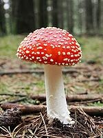 Red fly agaric (Amanita muscaria), blurred background, North Rhine-Westphalia, Germany [IBR123769674]