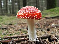 Red fly agaric (Amanita muscaria), blurred background, North Rhine-Westphalia, Germany [IBR123769675]