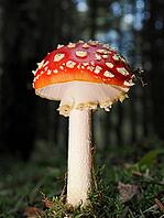 Red fly agaric (Amanita muscaria), blurred background, North Rhine-Westphalia, Germany [IBR123769676]