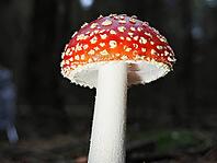 Red fly agaric (Amanita muscaria), blurred background, North Rhine-Westphalia, Germany [IBR123769677]