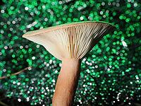 Mushroom Lactarius rufus (Lactarius rufus, blurred coloured background, North Rhine-Westphalia, Germany [IBR123769678]