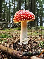 Red fly agaric (Amanita muscaria), blurred background, North Rhine-Westphalia, Germany [IBR123769679]