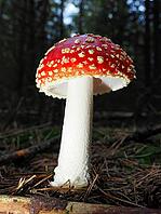 Red fly agaric (Amanita muscaria), blurred background, North Rhine-Westphalia, Germany [IBR123769680]
