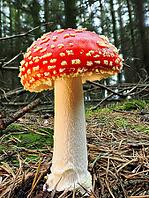 Red fly agaric (Amanita muscaria), blurred background, North Rhine-Westphalia, Germany [IBR123769681]
