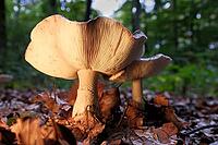 Mushroom pearl mushroom (Amanita rubescens), blurred background, North Rhine-Westphalia, Germany [IBR123769682]