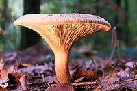 Mushroom Lactarius rufus (Lactarius rufus, blurred background, North Rhine-Westphalia, Germany [IBR123769683]