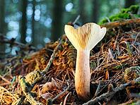 Mushroom Lactarius rufus (Lactarius rufus, blurred background, North Rhine-Westphalia, Germany [IBR123769684]
