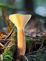 Mushroom Lactarius rufus (Lactarius rufus, blurred background, North Rhine-Westphalia, Germany [IBR123769685]