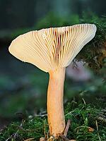 Mushroom Lactarius rufus (Lactarius rufus, blurred background, North Rhine-Westphalia, Germany [IBR123769686]