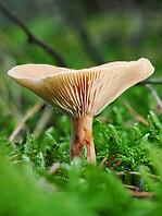 Mushroom Lactarius rufus (Lactarius rufus, blurred background, North Rhine-Westphalia, Germany [IBR123769688]