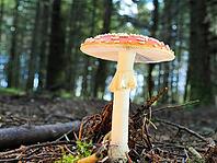 Red fly agaric (Amanita muscaria), blurred background, North Rhine-Westphalia, Germany [IBR123769689]