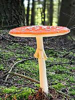 Red fly agaric (Amanita muscaria), blurred background, North Rhine-Westphalia, Germany [IBR123769690]