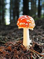 Small red fly agaric (Amanita muscaria), blurred background, North Rhine-Westphalia, Germany [IBR123769691]