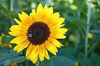 Sunflower (Helianthus annuus), blurred background, North Rhine-Westphalia, Germany [IBR123769705]