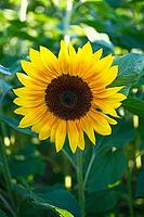 Sunflower (Helianthus annuus), blurred background, North Rhine-Westphalia, Germany [IBR123769706]