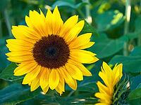 Sunflower (Helianthus annuus), blurred background, North Rhine-Westphalia, Germany [IBR123769707]