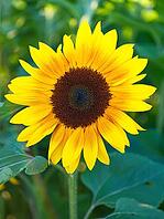 Sunflower (Helianthus annuus), blurred background, North Rhine-Westphalia, Germany [IBR123769708]