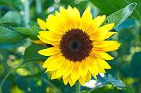 Sunflower (Helianthus annuus), blurred background, North Rhine-Westphalia, Germany [IBR123769710]