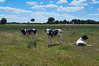 Cows (Bos taurus) on a pasture, North Rhine-Westphalia, Germany [IBR123769713]