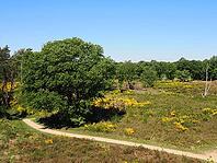 Heathland in the De Meinweg National Park, Maas-Schwalm-Nette nature park Park, Limburg Province, Netherlands [IBR123769714]