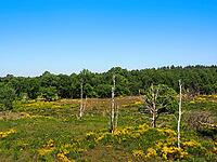 Heathland in the De Meinweg National Park, Maas-Schwalm-Nette nature park Park, Limburg Province, Netherlands [IBR123769715]