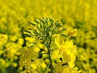 Rape blossom in spring, blurred background, Lower Rhine, North Rhine-Westphalia, Germany [IBR123769719]