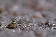 North Sea prawns (Crangon crangon), Wadden Sea National Park, Schleswig Holstein, Germany [IBR123773518]