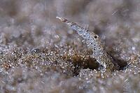 North Sea prawns (Crangon crangon), Wadden Sea National Park, Schleswig Holstein, Germany [IBR123773519]
