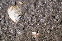 Small shore crab (Carcinus maenas), Wadden Sea National Park, Schleswig Holstein, Germany [IBR123773520]